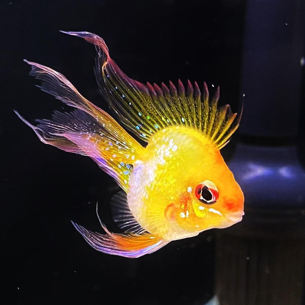 养金波子的王先生