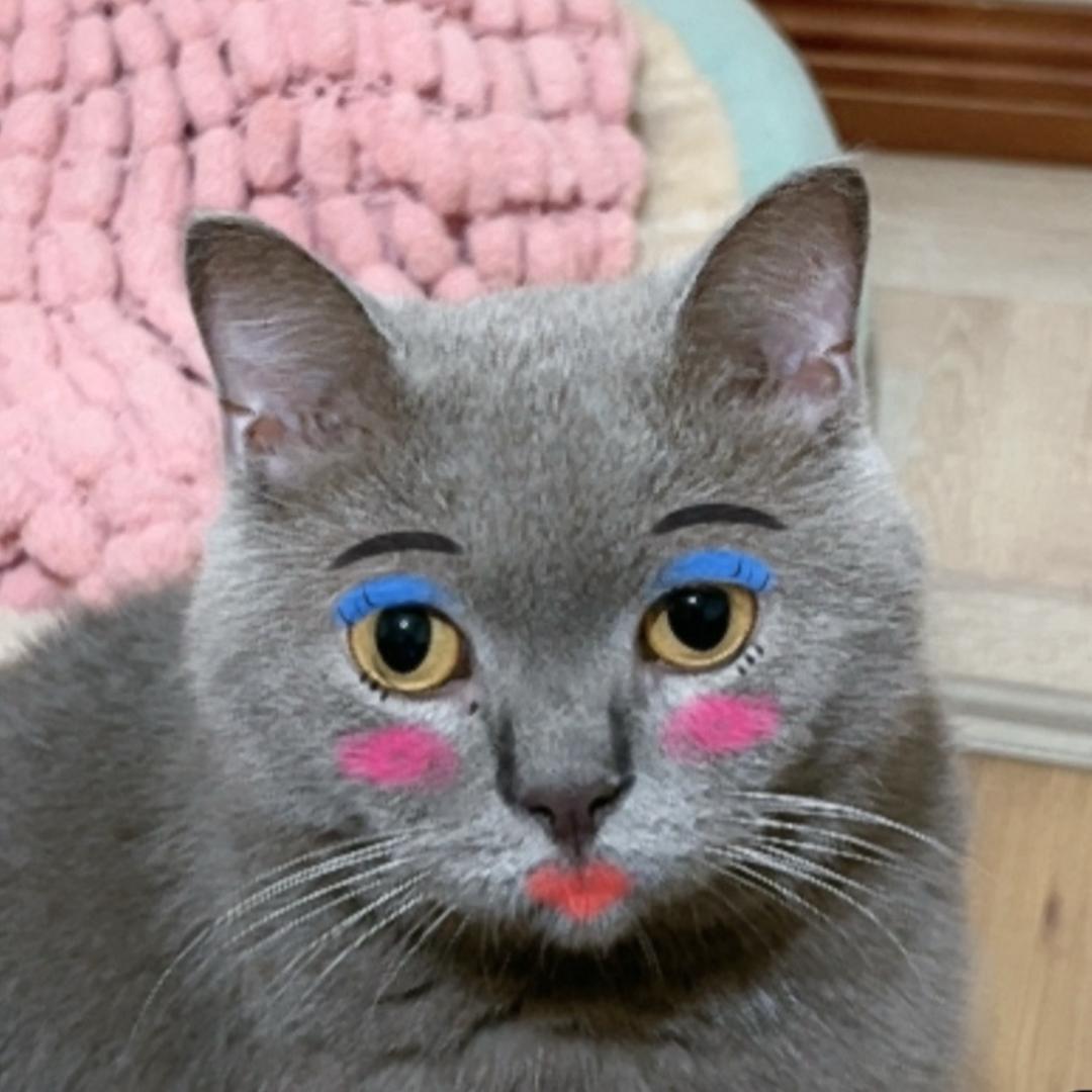 煎饼狗子
