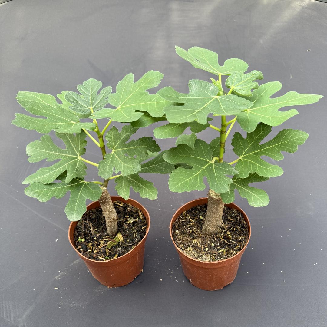 绿氧果树苗木专营店直播号