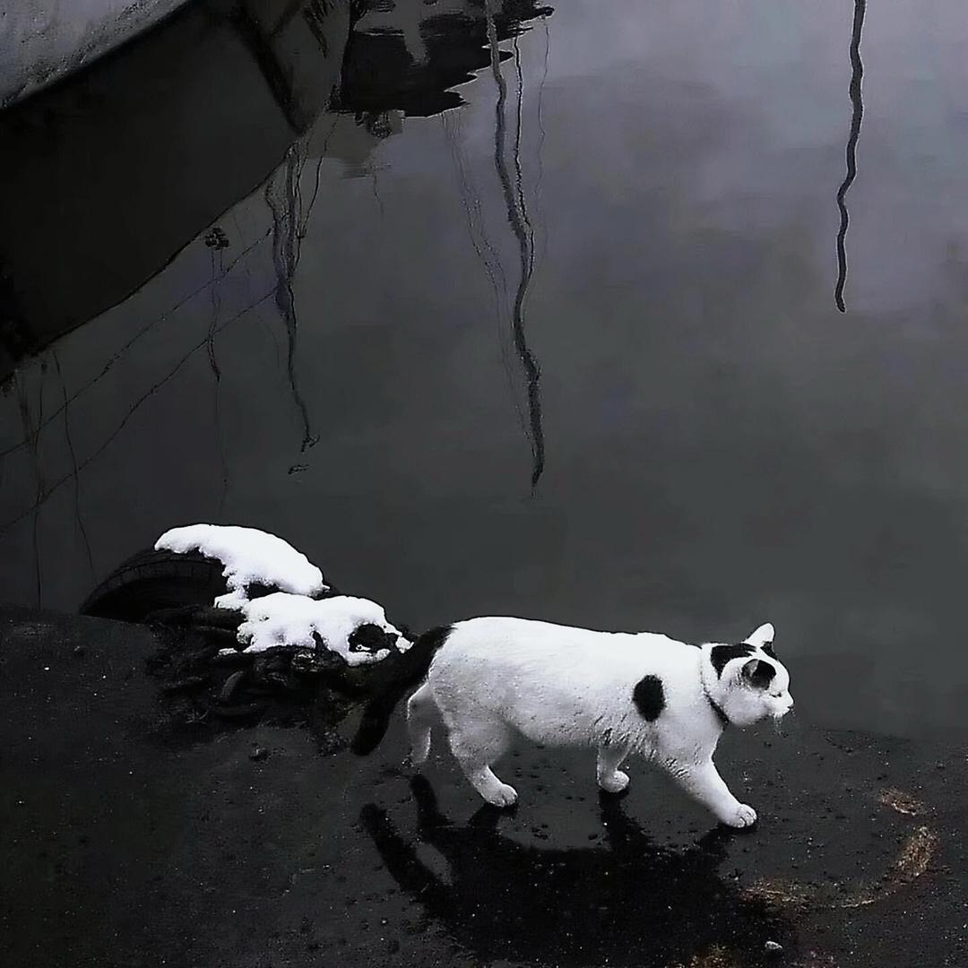 会开柜子的喵
