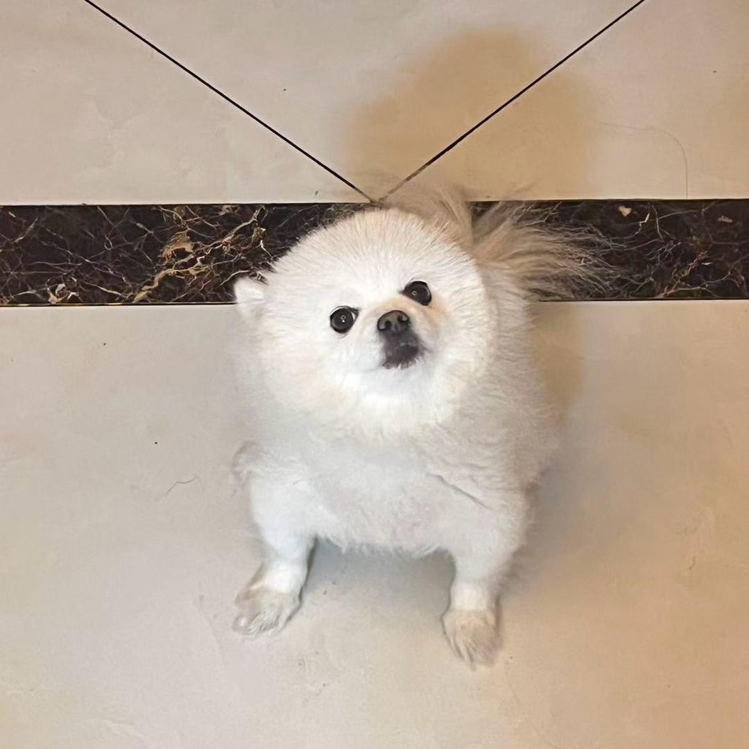 乐乐萌宠小铺
