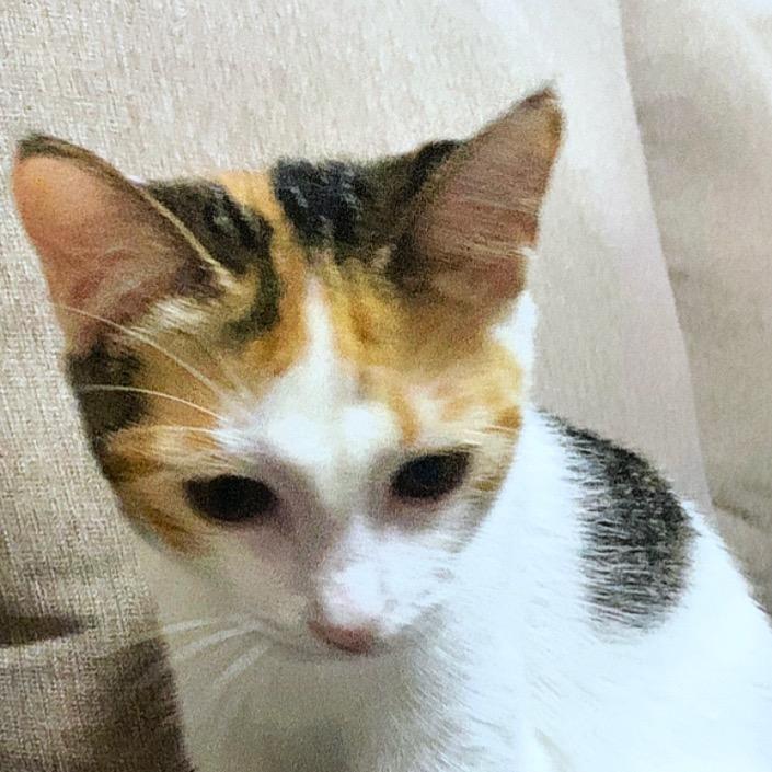 我家二咪