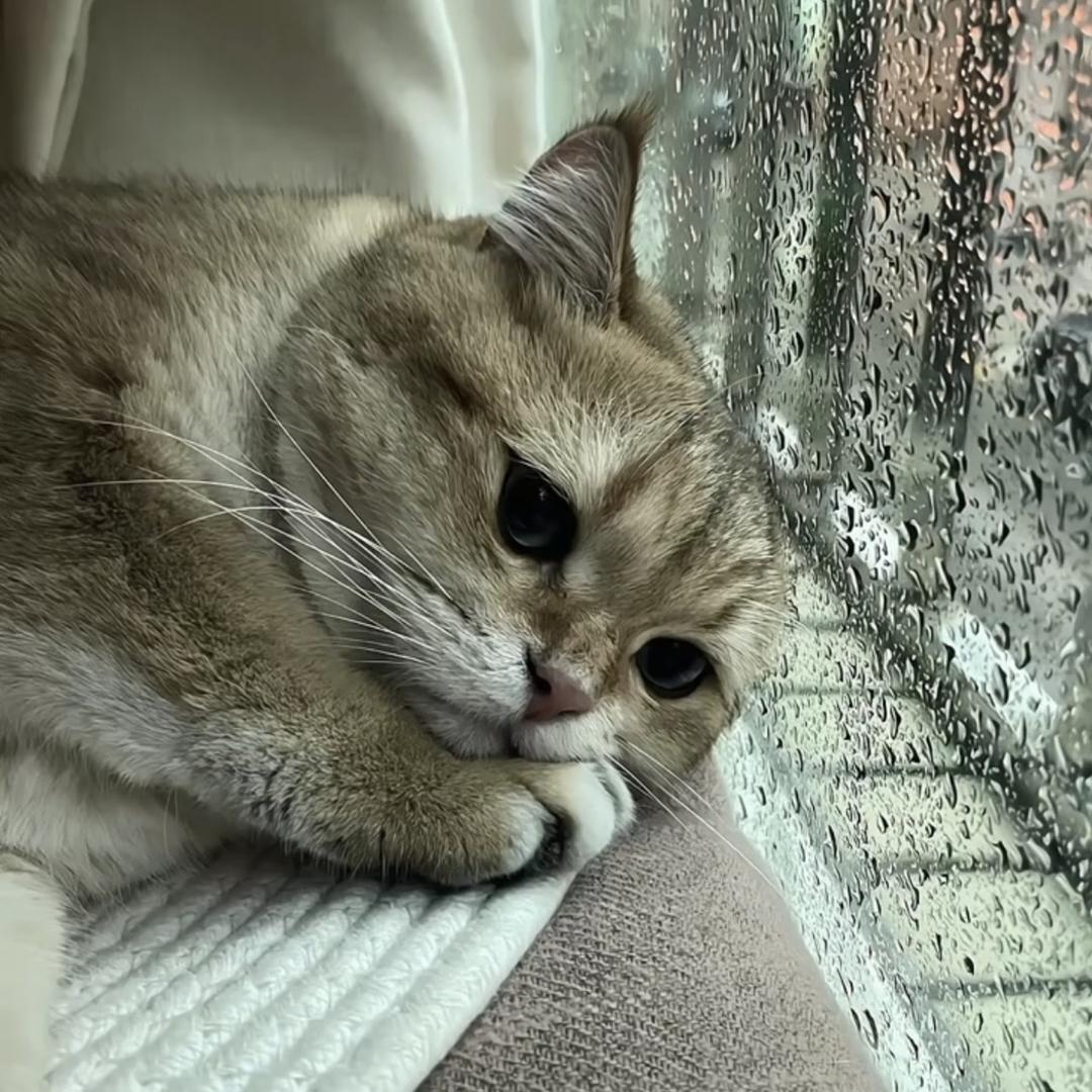 dasi