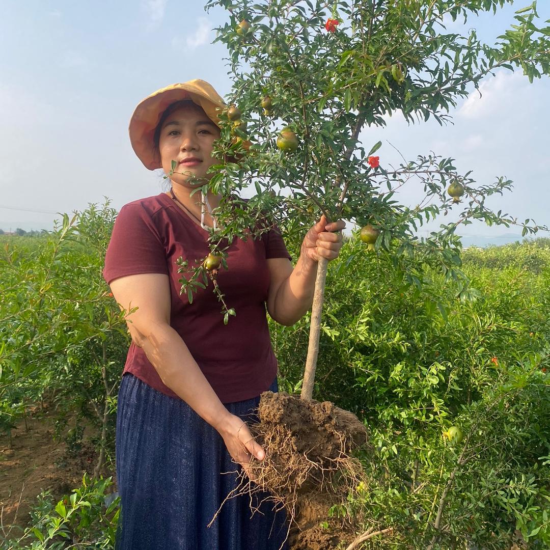 腾茂果树苗木专营店