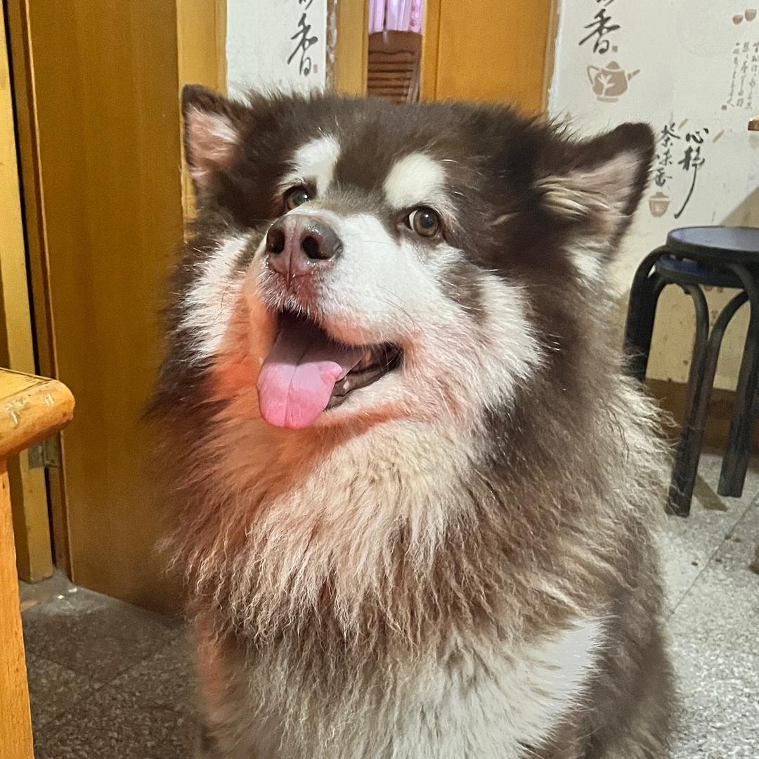 拖拖家的女主人