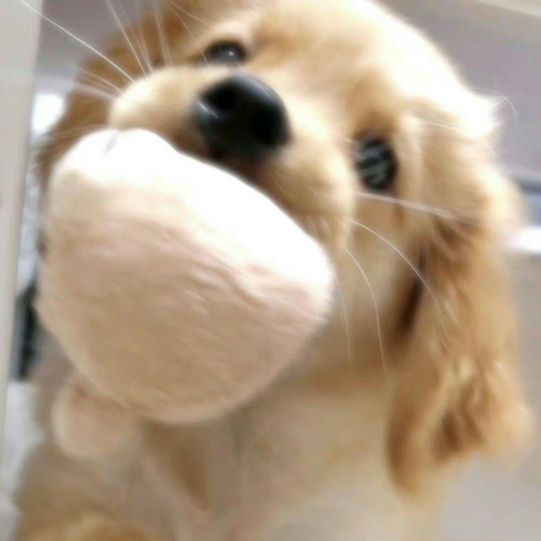 狗狗不理