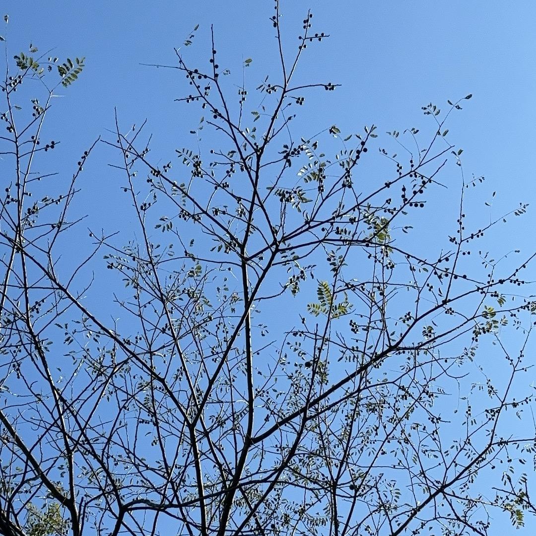 阿荣