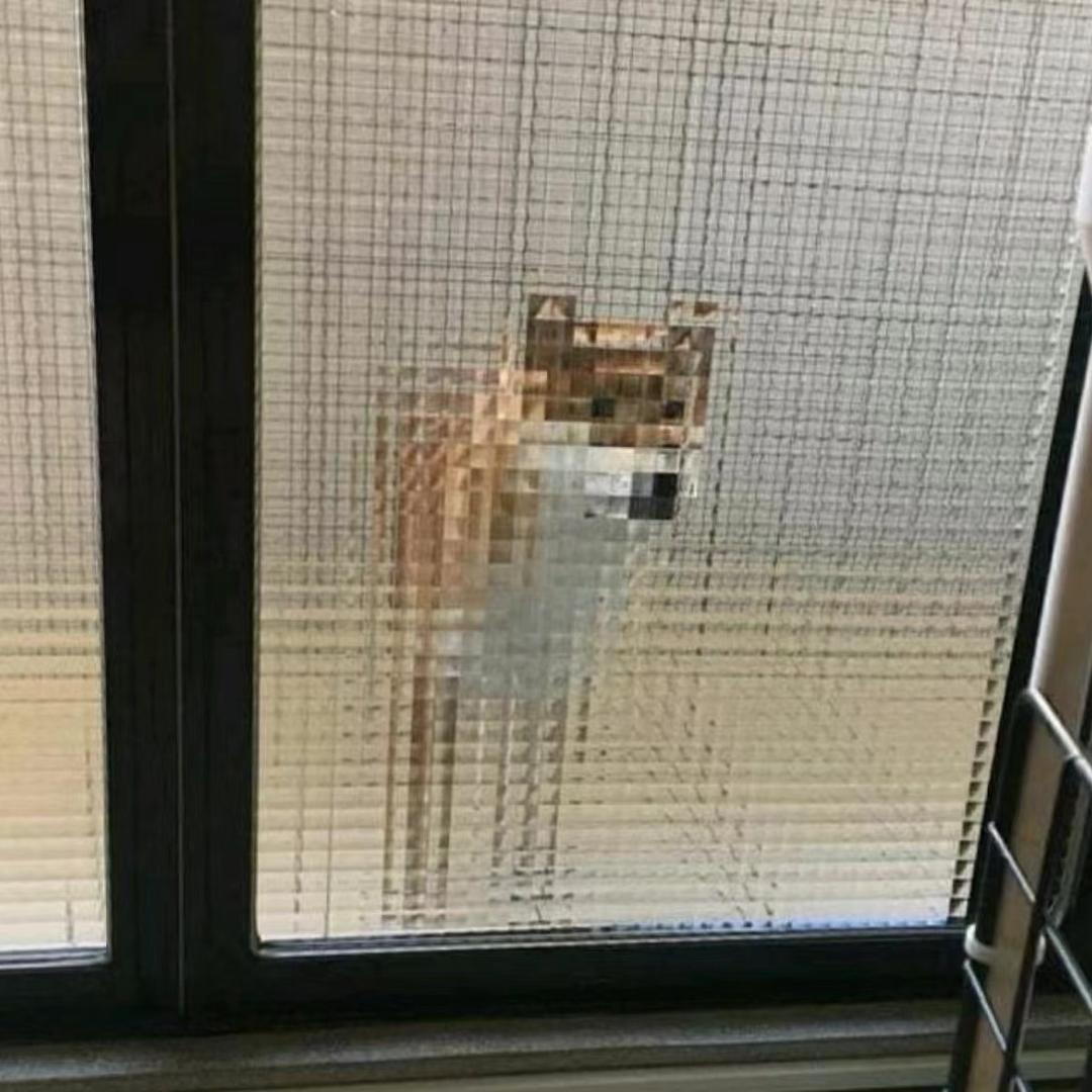 啵啵猪～