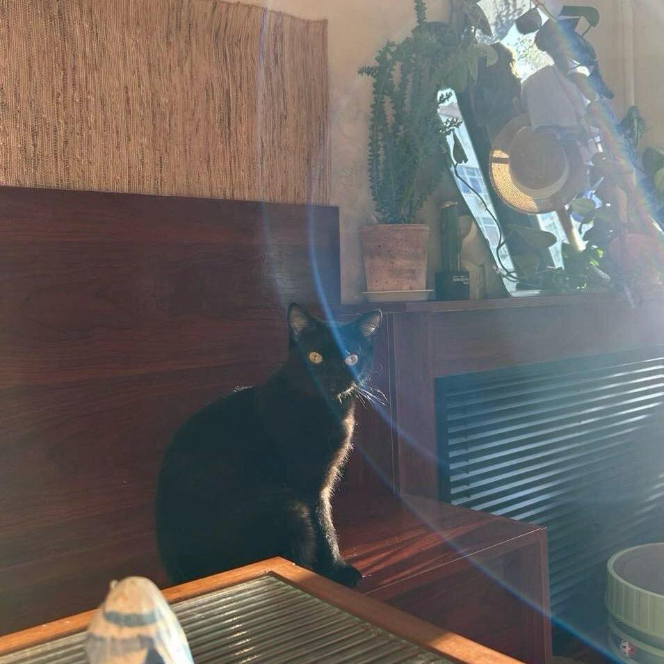 美丽性感大蟑螂