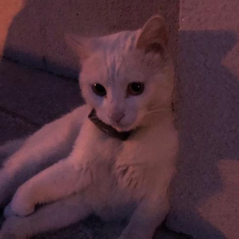 月🌙🌞倾心小花头像