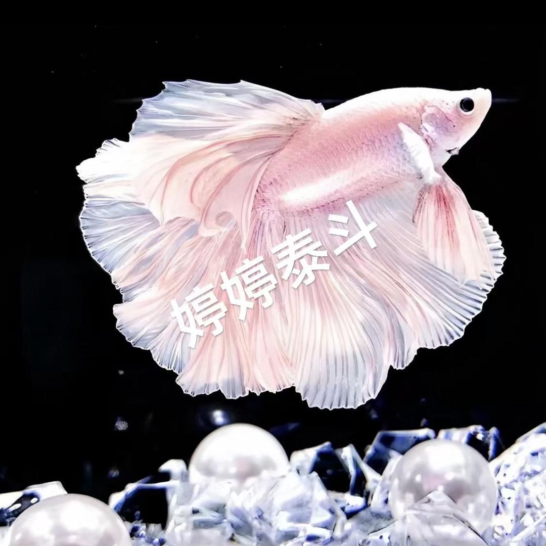 婷婷泰斗馆