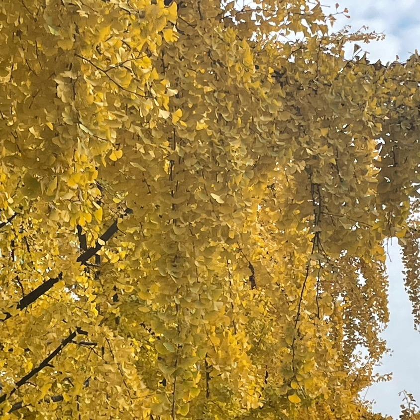 🎶🦅顺其自然