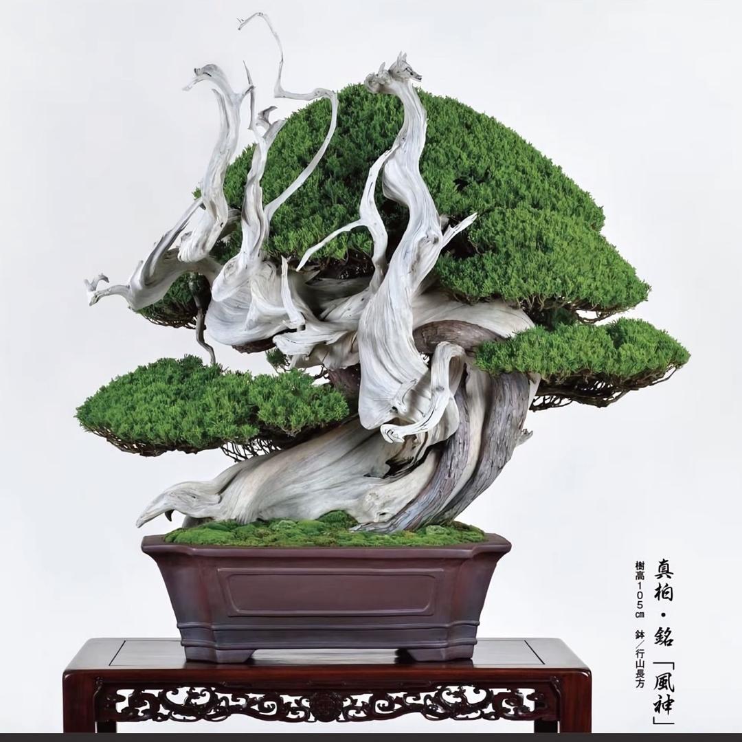 百松苑盆栽