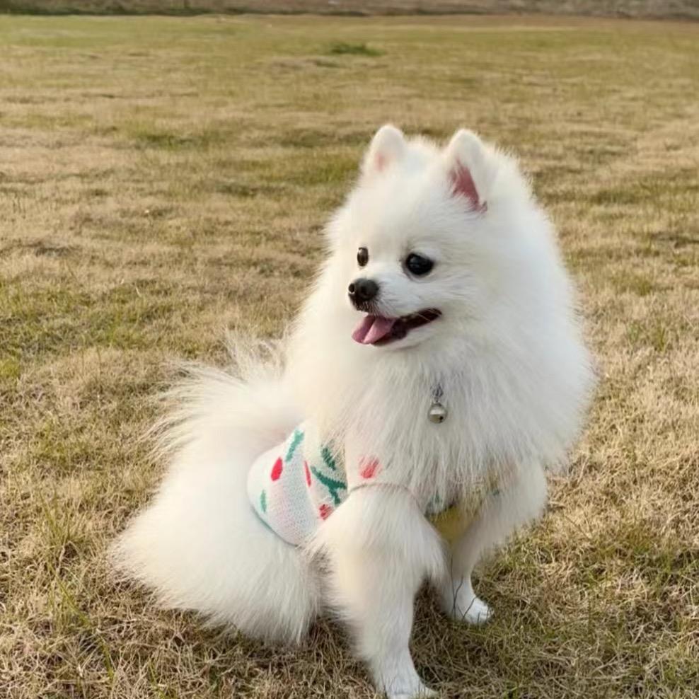 博美犬业