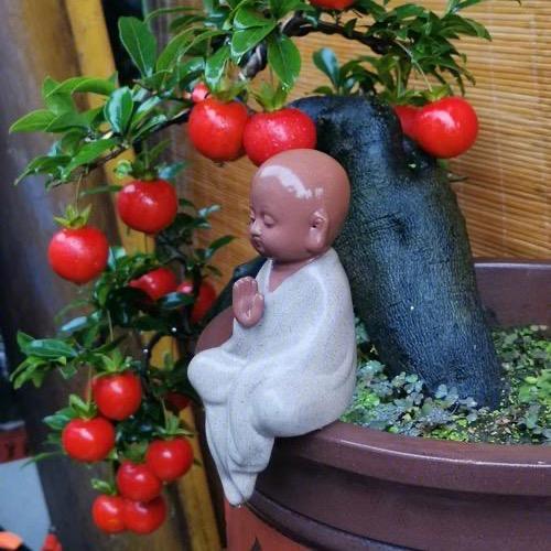 沅陵县金满圆苗木经营部