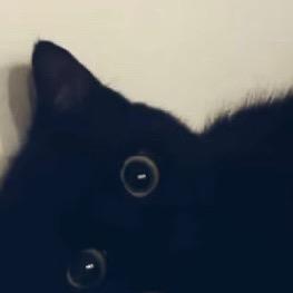 연 연