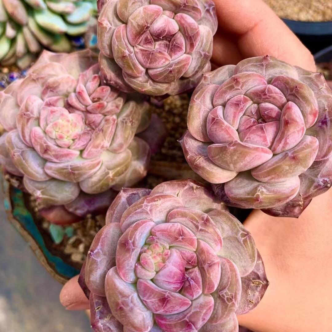 是一个卖补光灯的