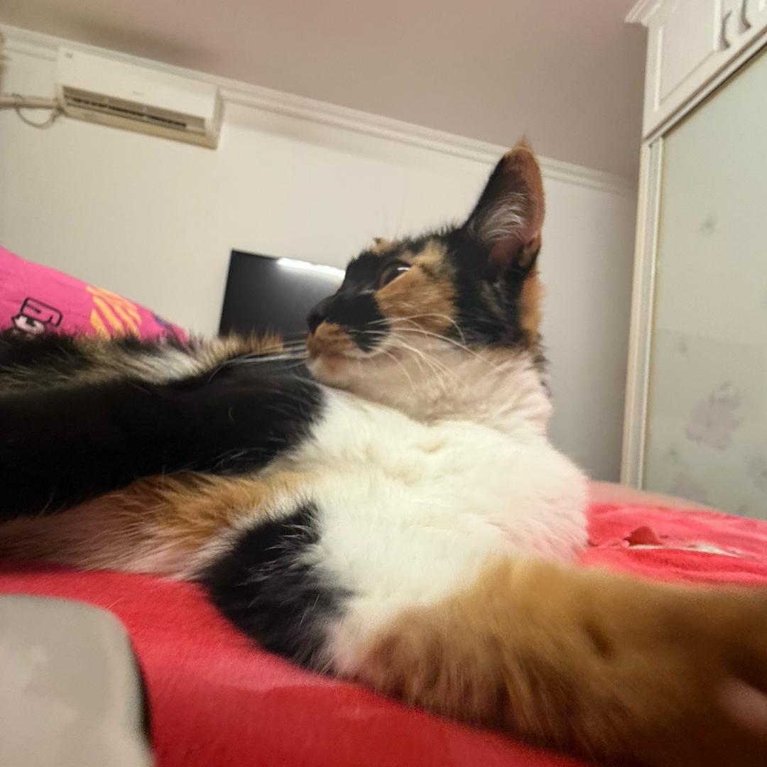 emo版小猫