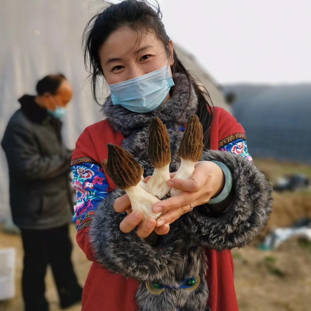 鲁菌仙子羊肚菌