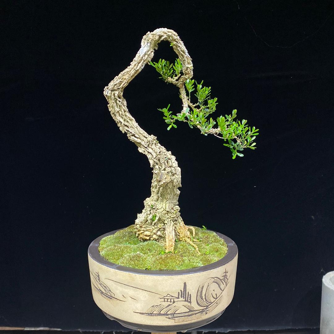 方森盆景黄杨园艺