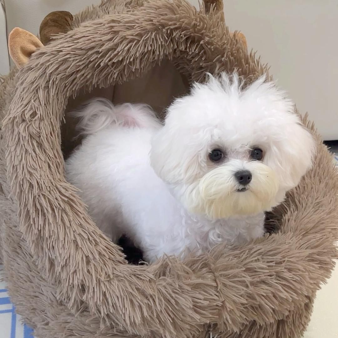 芝麻德芙小元宵椰🥥