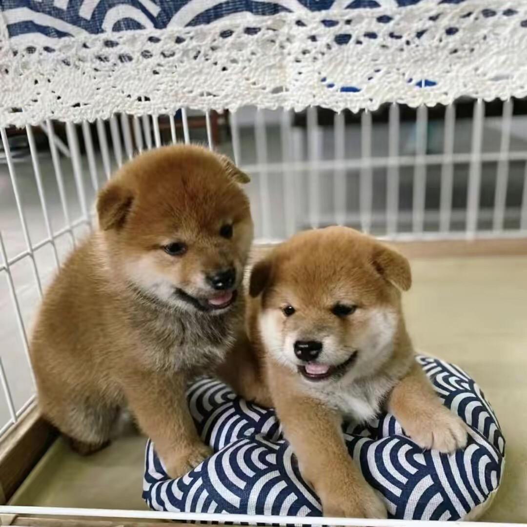 赵小妹