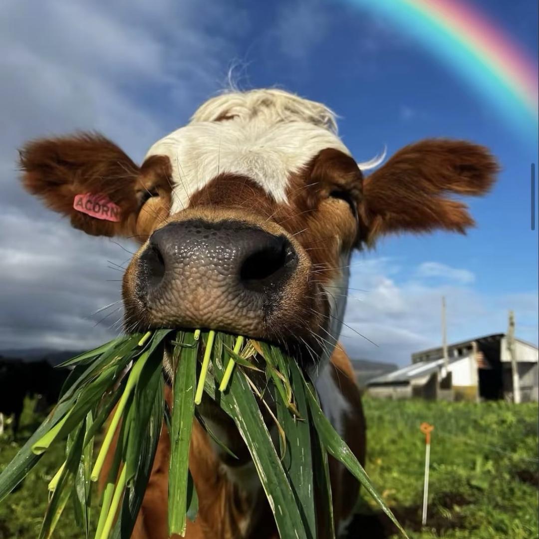 小夏逆袭日记（一百天练出腹肌）