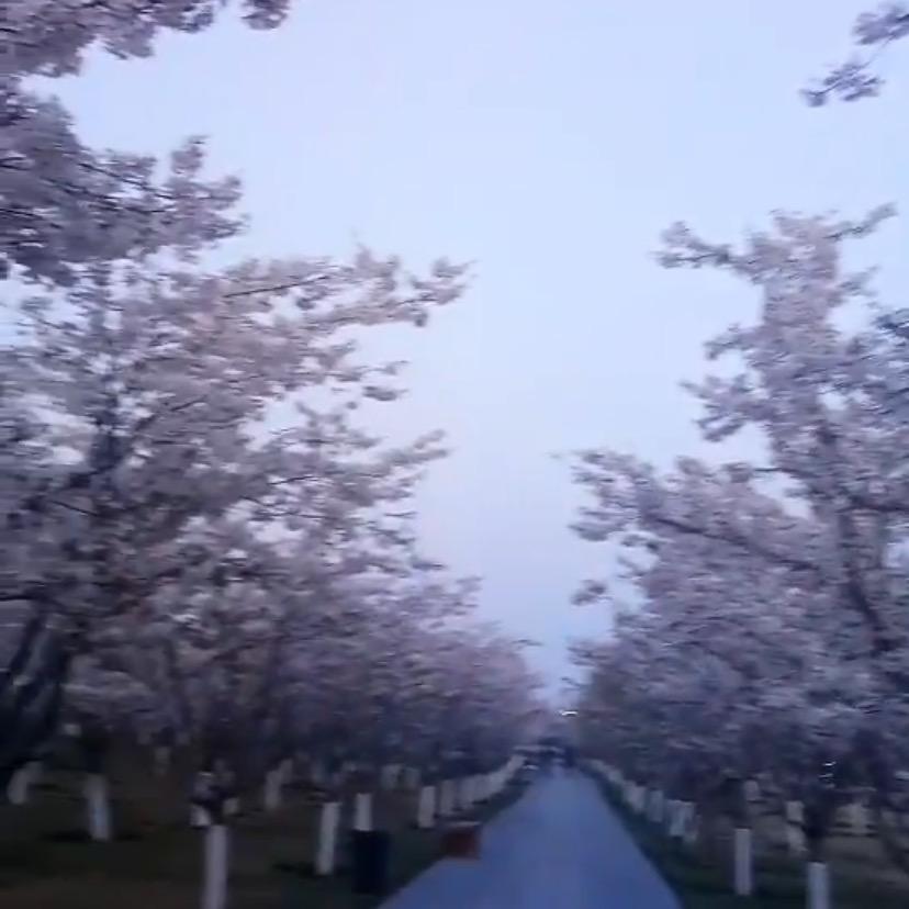 菲菲