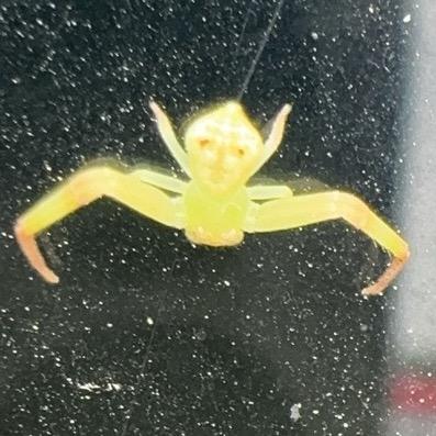 血杀大宅一家族