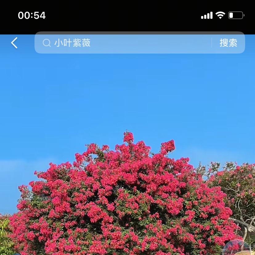 小冯花卉基地