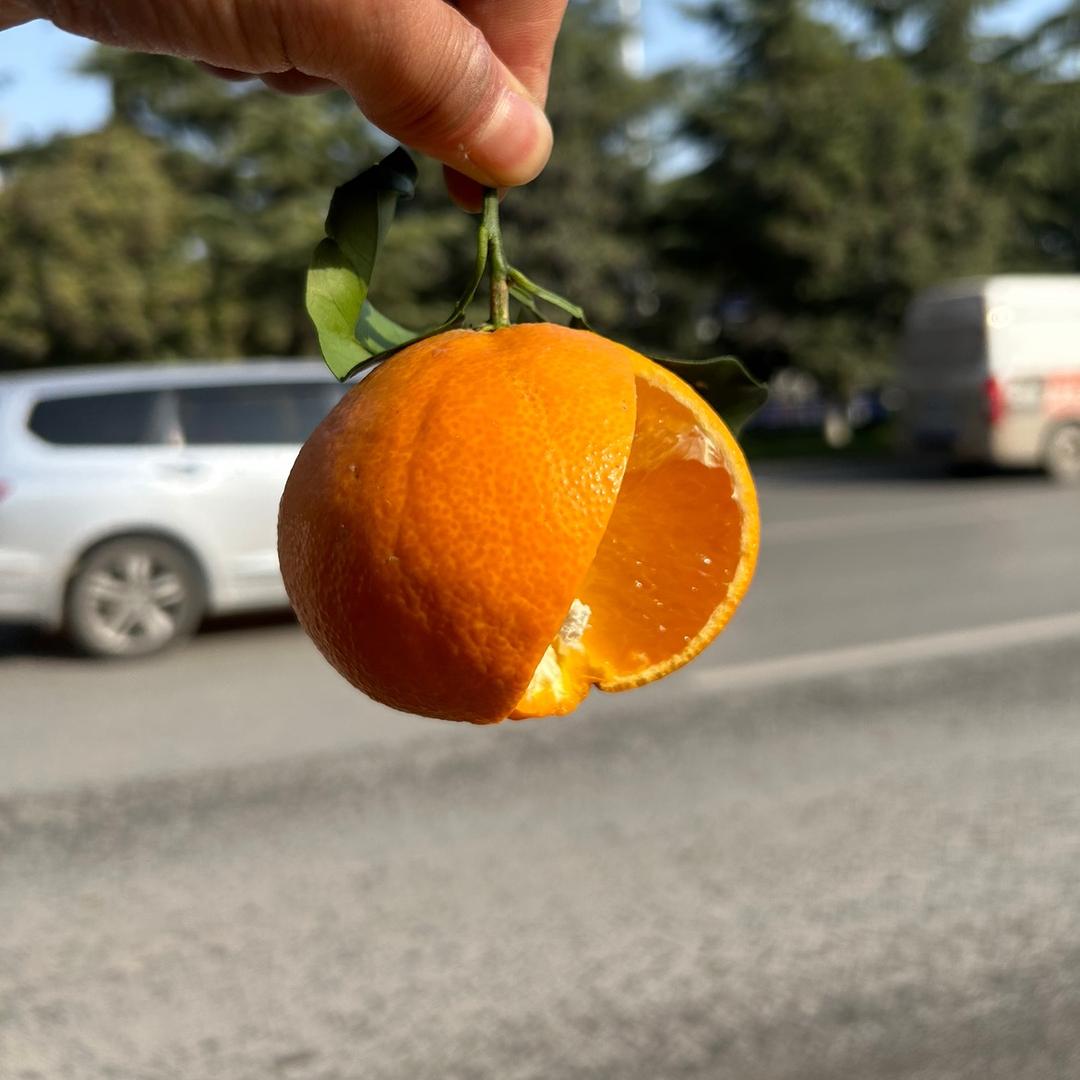 橙子🍊。