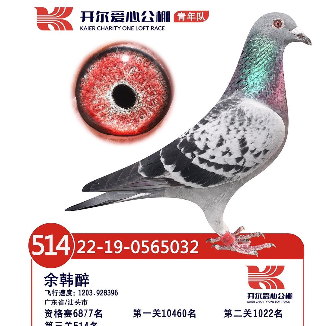 赛鸽韩醉