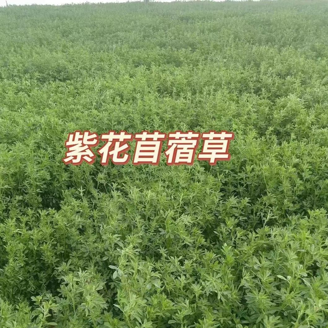 农科院牧草种业