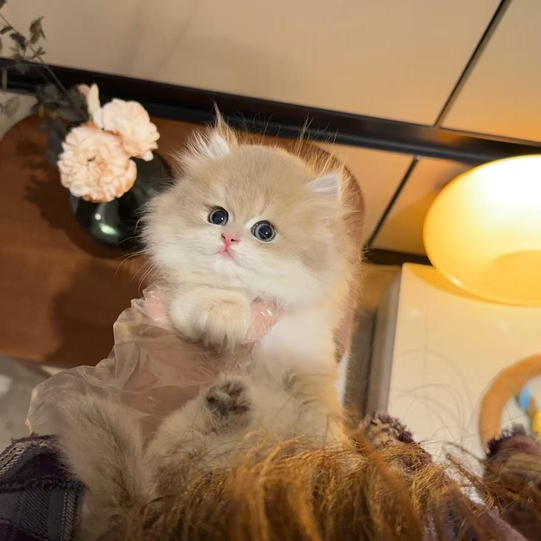 小鱼儿儿