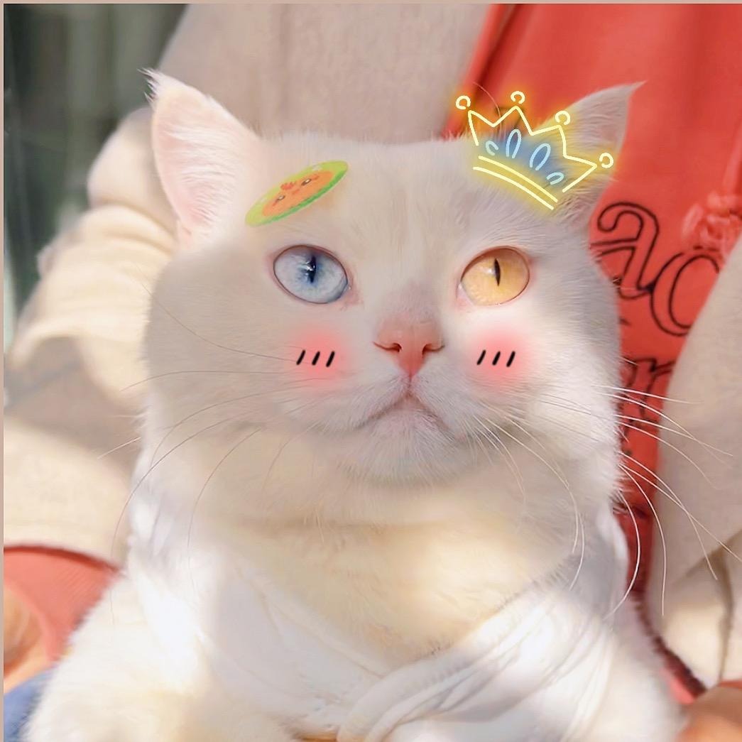 荔枝是条猫