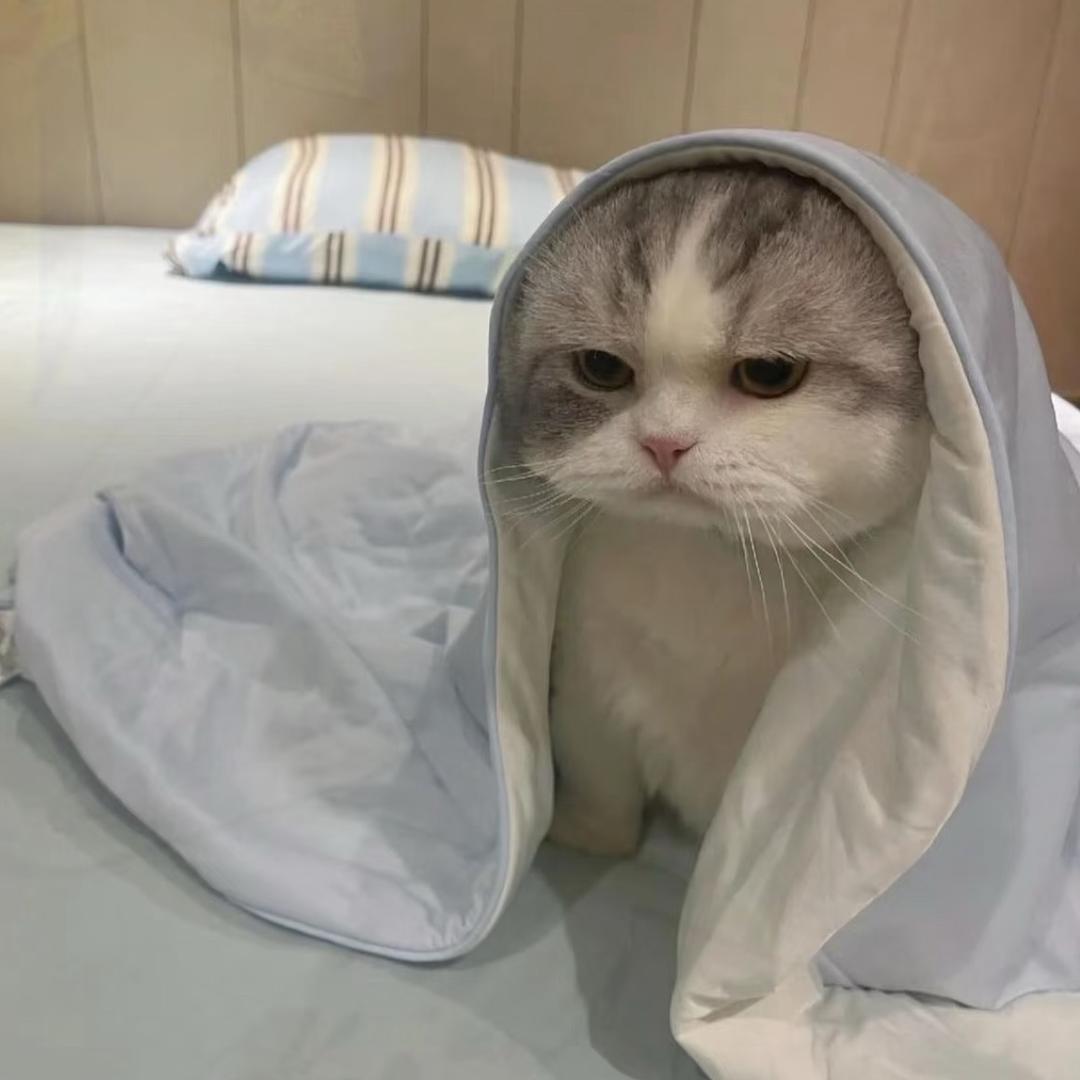 懒懒魚