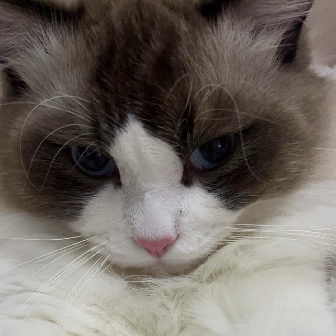 金闪闪