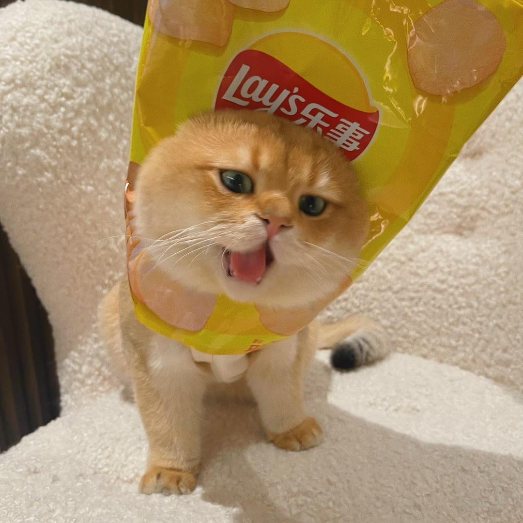 陪小雅许个愿