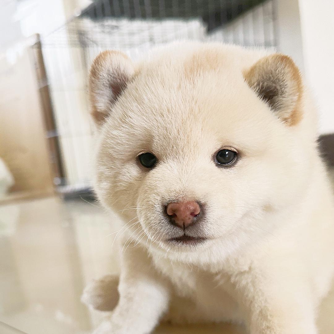旺仔小馒头不吃馒头