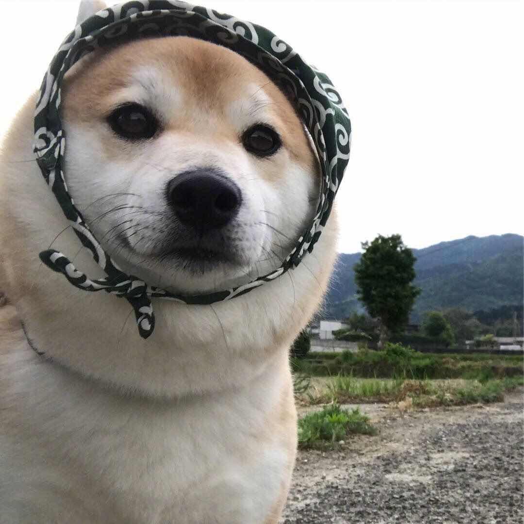 土木黄（顶级自律）
