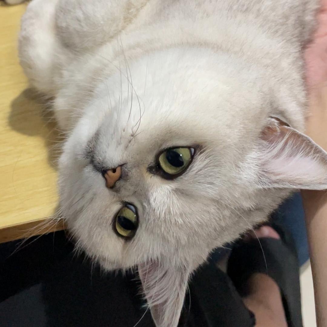 有只猫叫菠萝