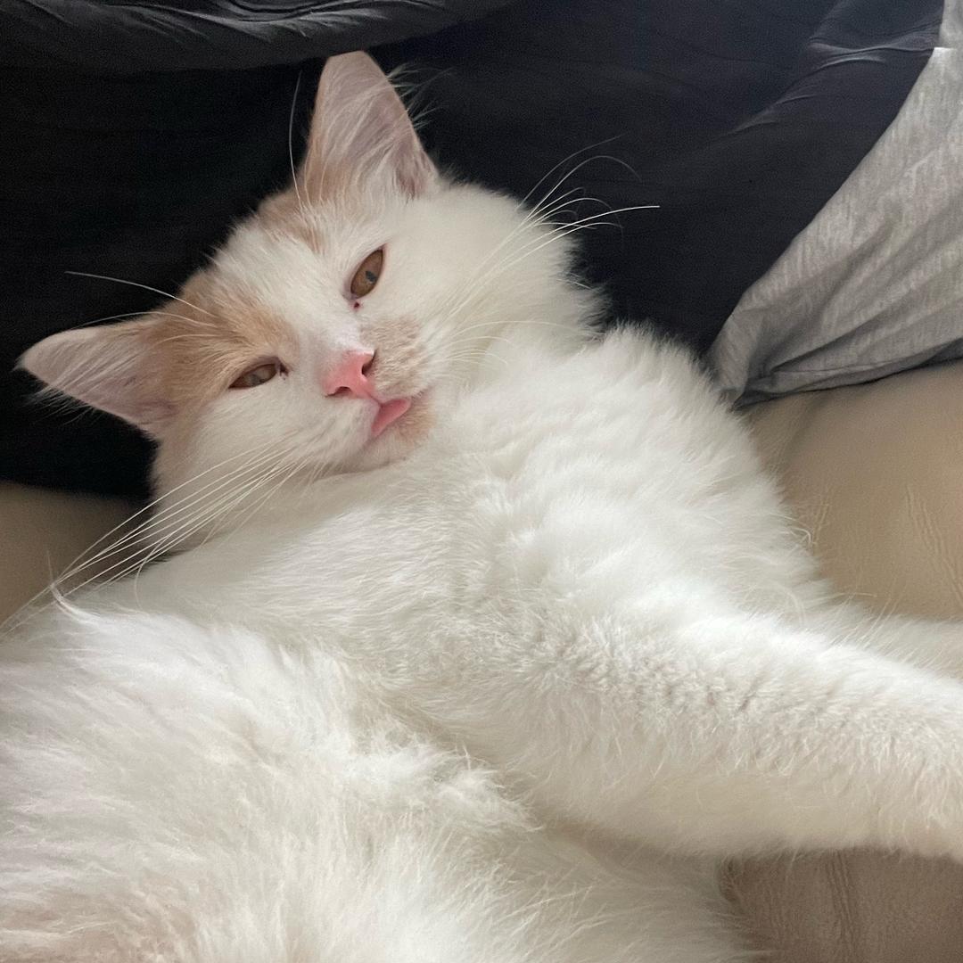 橘猫的故事