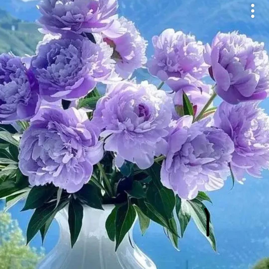淡雅飘香