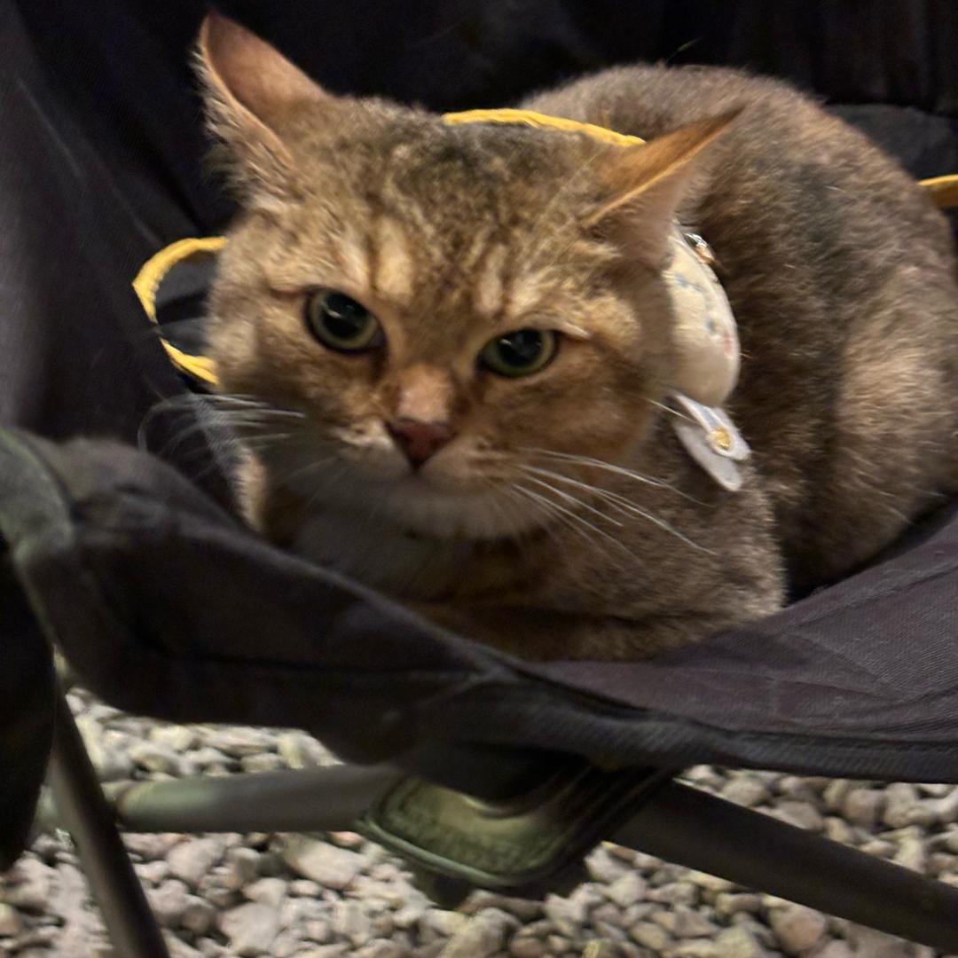 漕冤8️⃣闭的化骨龙