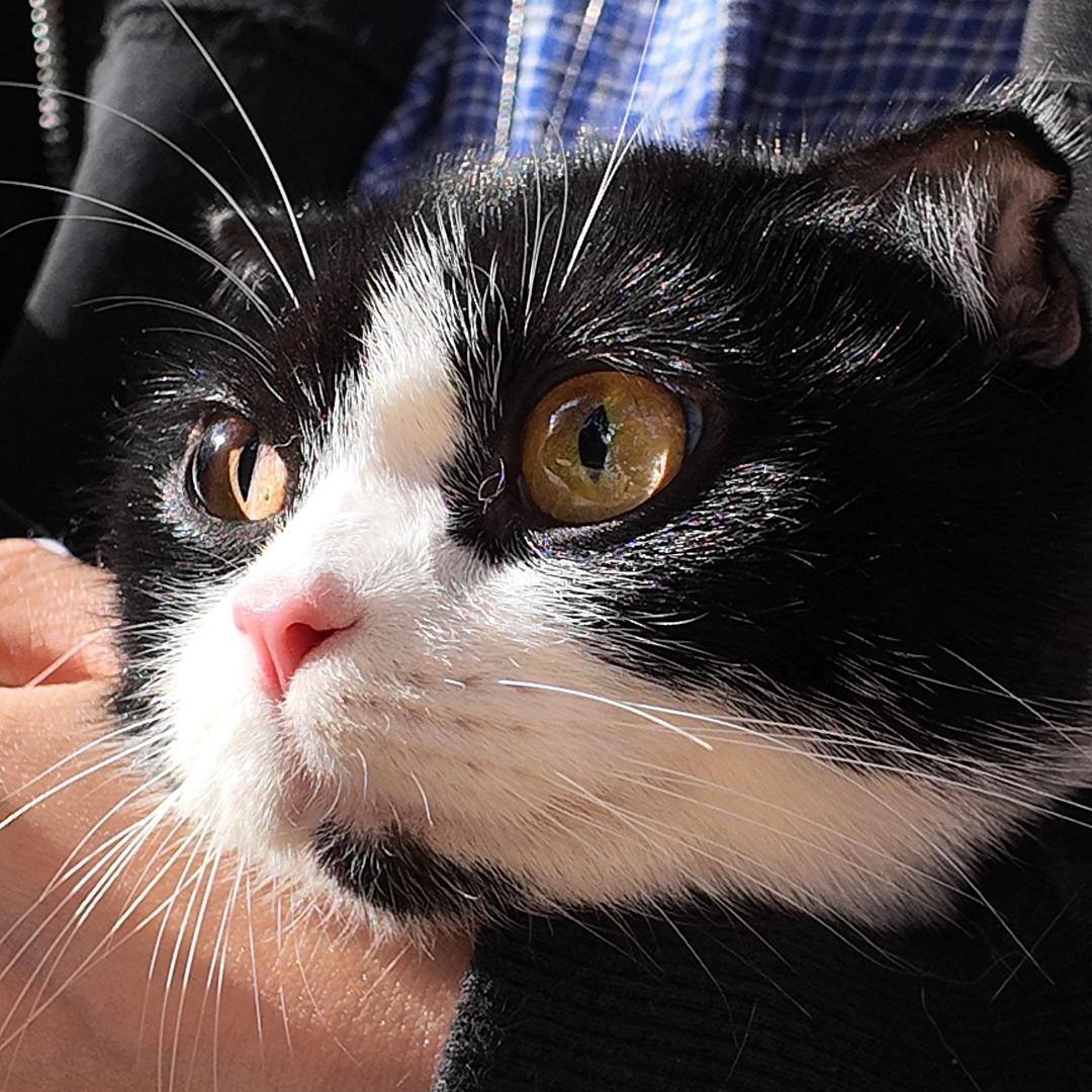 派大星的小咪🐱