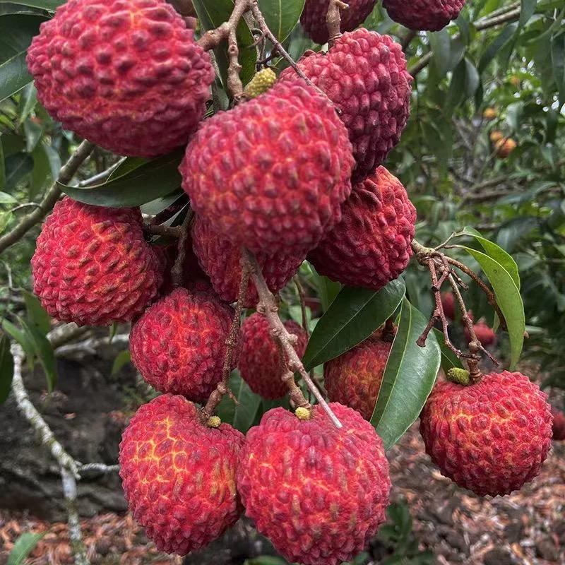 一品鲜果果园甄选店