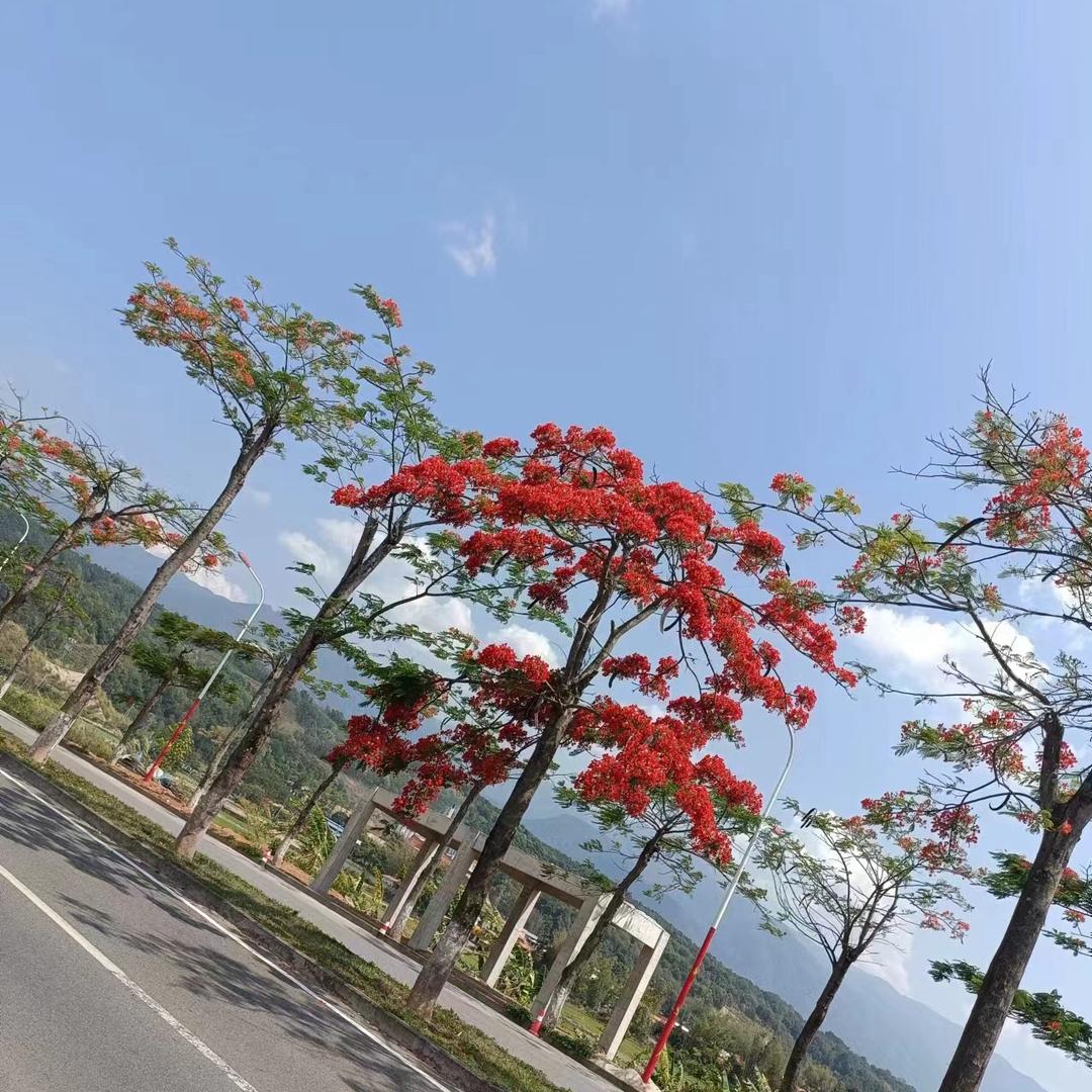 中缅下山好货👍