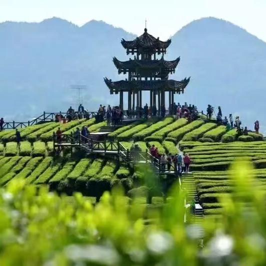 一炮而红恩施硒茶店