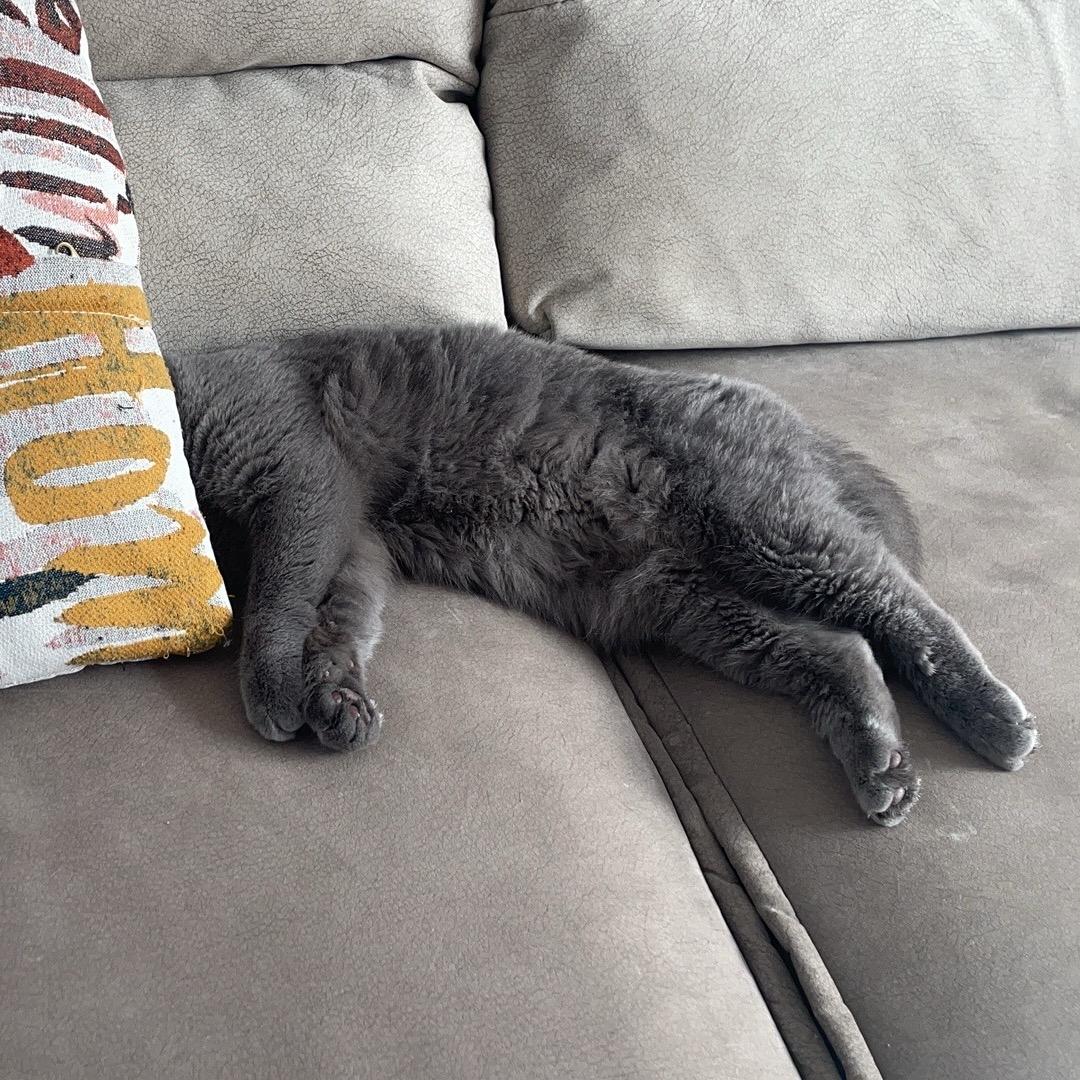 大王叫我来巡山