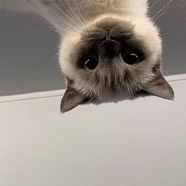 ￴￴￴ ￴￴ ￴ ￴ ㅤ